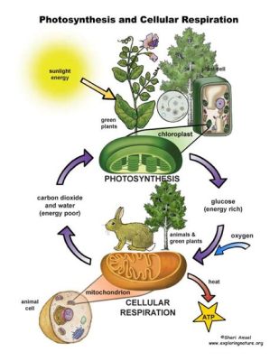 do flowers do photosynthesis? Exploring the Intricate Connection Between Floral Beauty and Cellular Life Processes