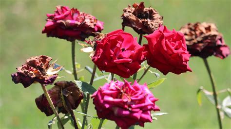 how to revive wilting flowers: exploring the psychology behind gardening