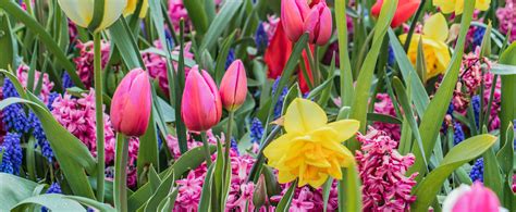 What Flowers Can I Plant in March? And, Which Ones Bring the Best Spring Vibes?