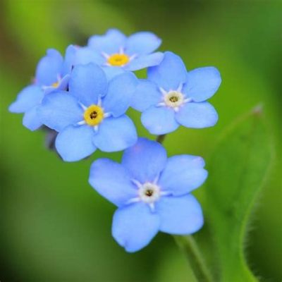 where to buy forget me not flowers: Delving into the Enchantment of These Memorable Blooms and Their Unique Availability